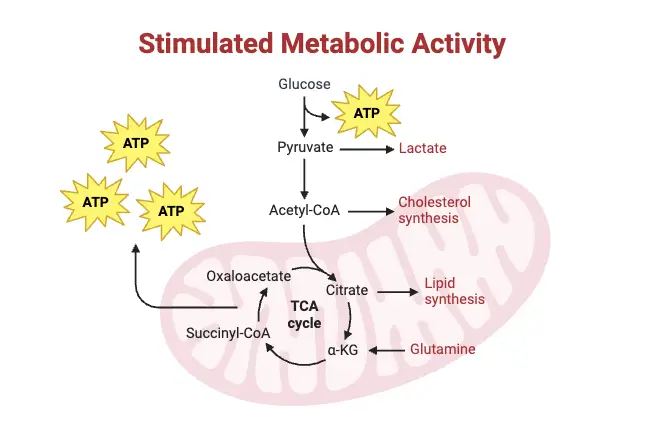 Stimulated Metabolic Activity