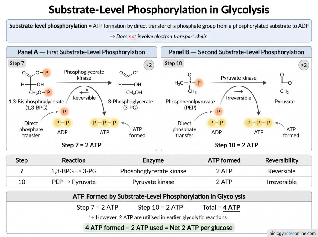 Glycolysis Pathway – 10 Steps, Enzymes, Products, ATP Yield & Regulation 7 Substrate-Level Phosphorylation in Glycolysis