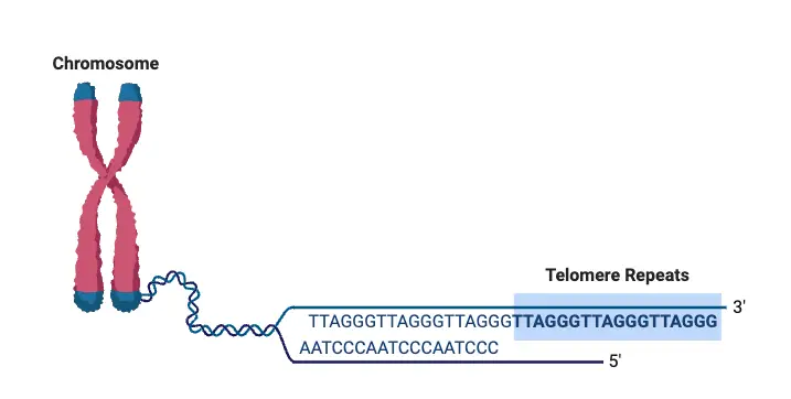 Telomeres - Structure, Aging, Shortening, Functions - Biology Notes Online