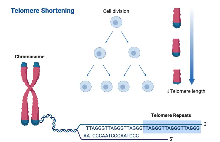 Telomere Shortening