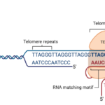 Telomeres and Telomerase