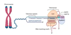 Telomeres – Structure, Aging, Shortening, Functions