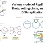 Various model of Replication - Theta, rolling circle, and linear DNA replication