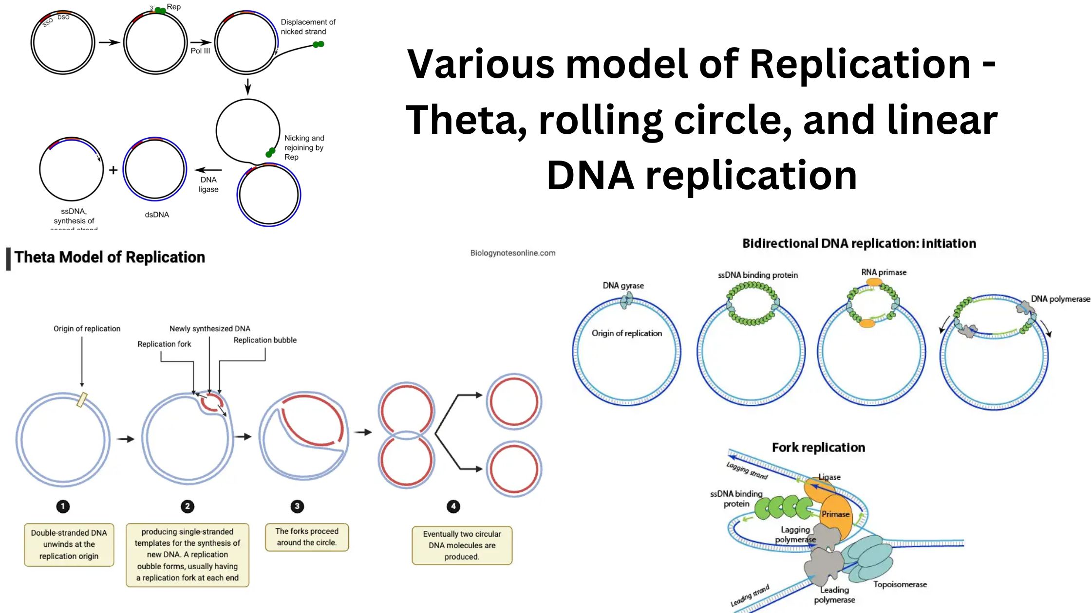 Various model of Replication - Theta, rolling circle, and linear DNA replication