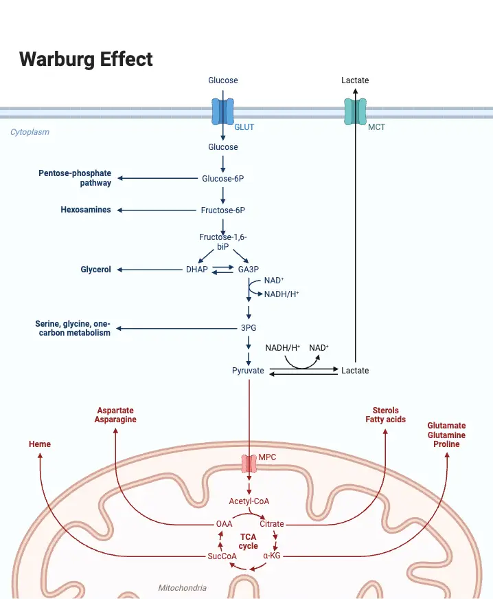 Warburg Effect