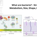 What are bacteria? - Structure, Metabolism, Size, Shape, Examples