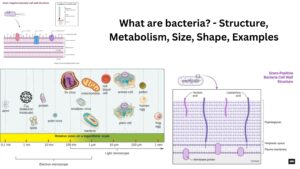 What are bacteria? – Structure, Metabolism, Size, Shape, Examples