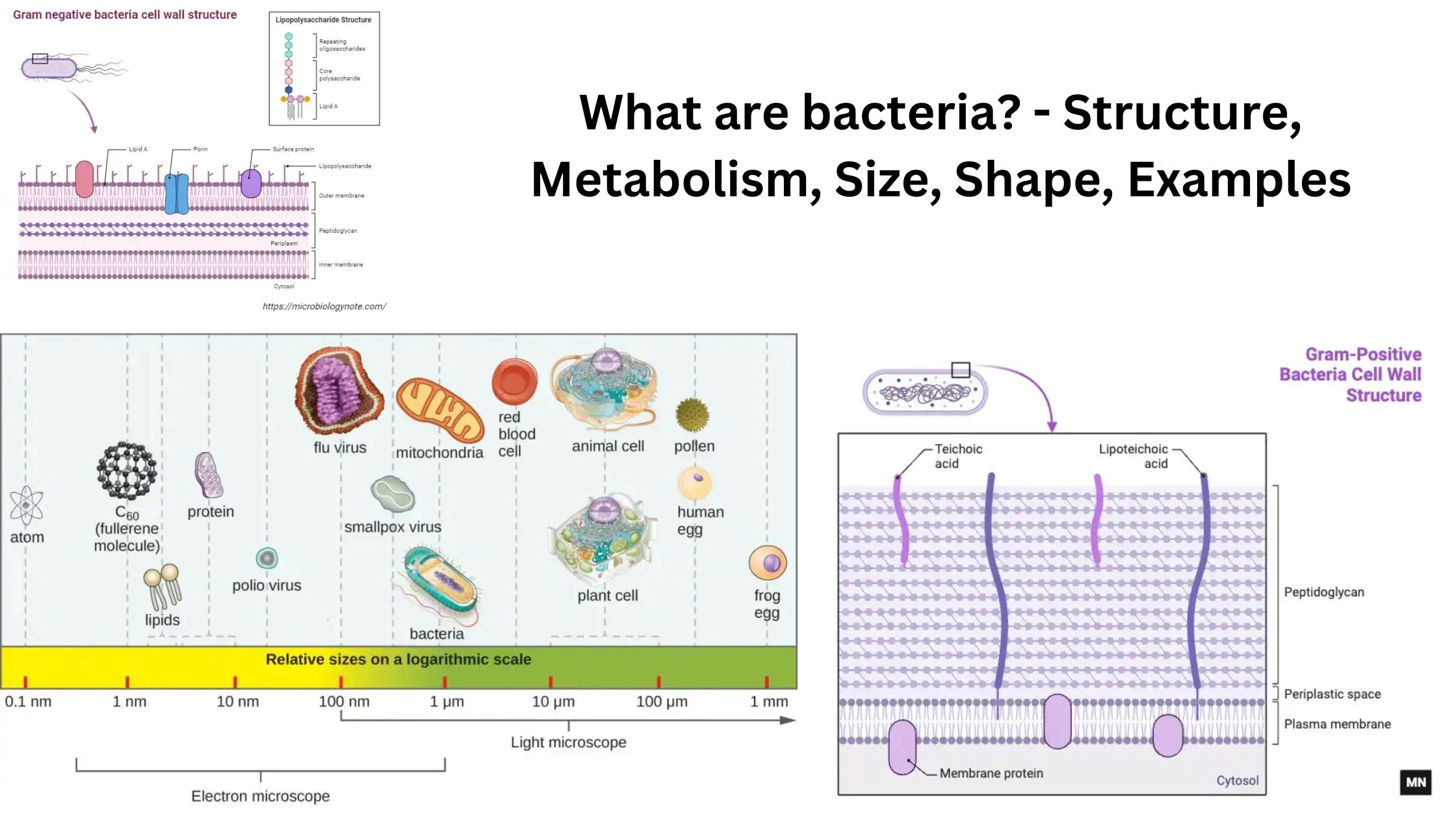 What are bacteria? - Structure, Metabolism, Size, Shape, Examples