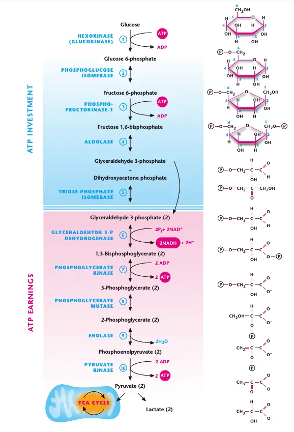 The 10 steps of glycolysis.