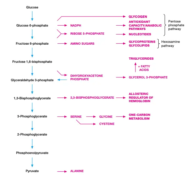 Glycolytic intermediates funnel into biosynthetic pathways.