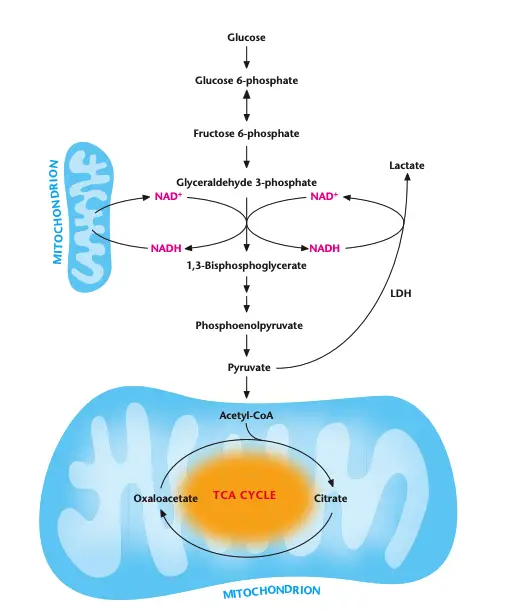 Regeneration of NAD+ by LDH or mitochondria