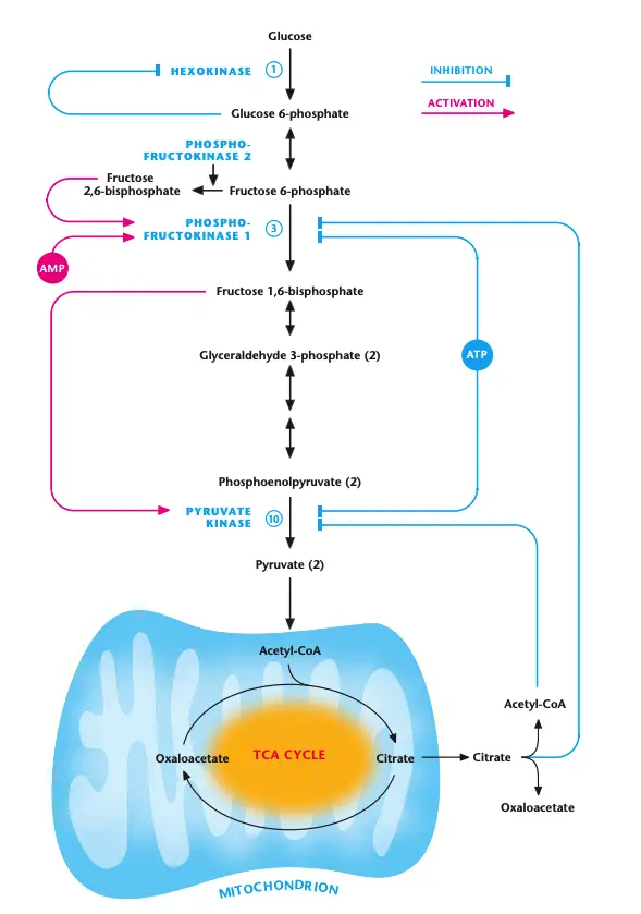 Regulation of glycolysis by metabolites.