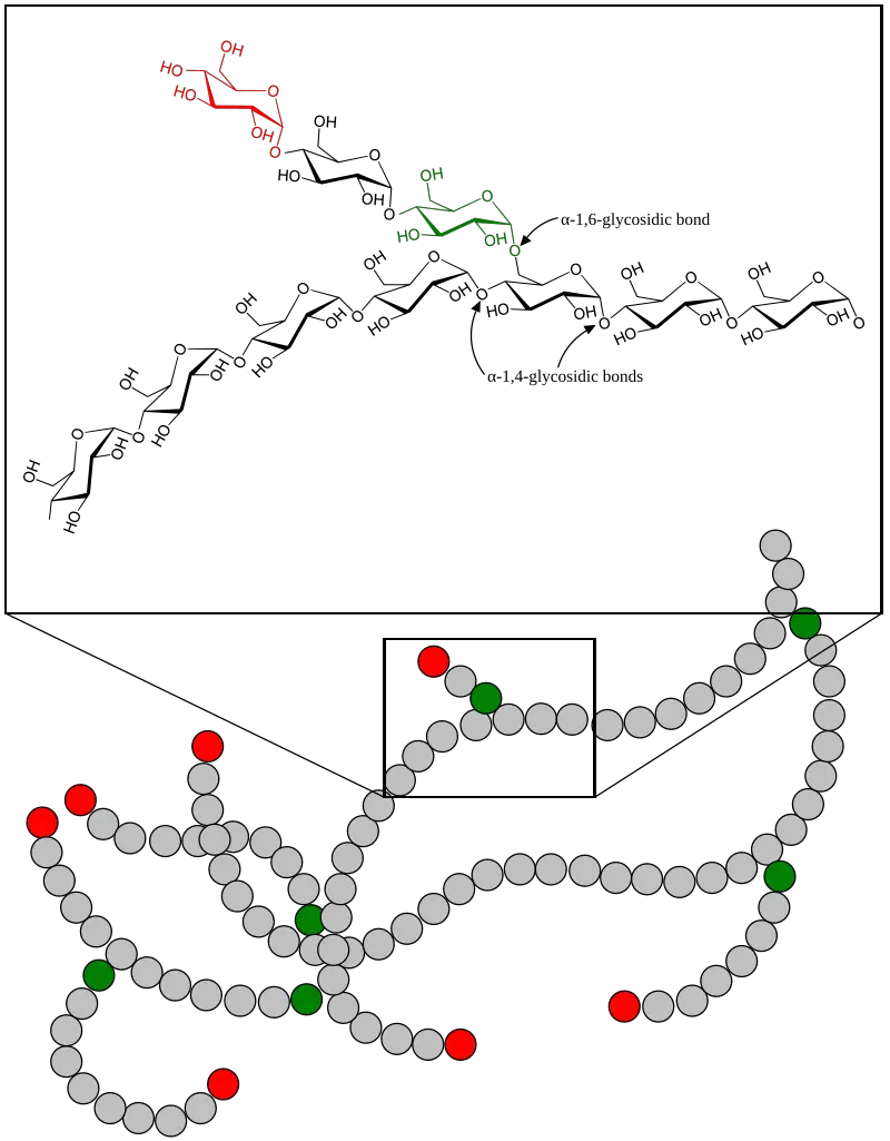 Glycogen