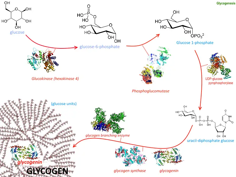 Glycogenesis