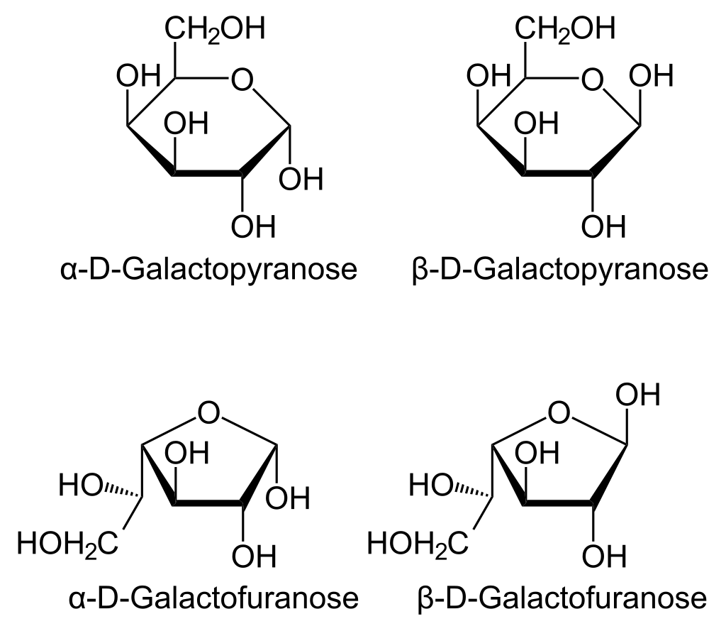 Cyclic forms of galactose

