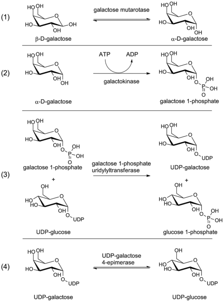 Galactose metabolism
