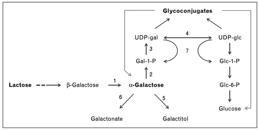 Overview of galactose metabolism: before entering the Leloir pathway, b-galactose must be first converted its a anomer by galactose mutarotase (GALM; enzyme 1).