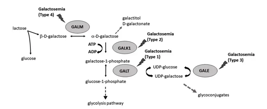 Schematic representation of the Leloir pathway and associated reactions. Several forms of galactosemia can be caused by deficiency of GALM, GALT, GALK1, or GALE.