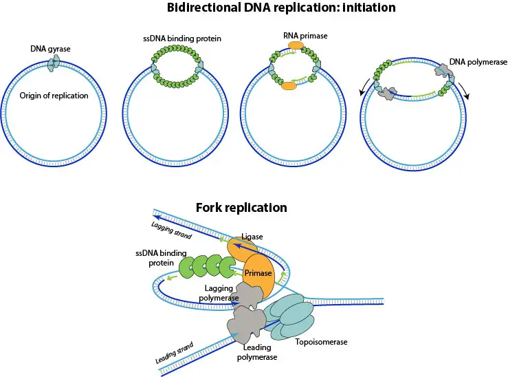 Replication of Linear Double-Stranded DNA (Bidirectional Replication)