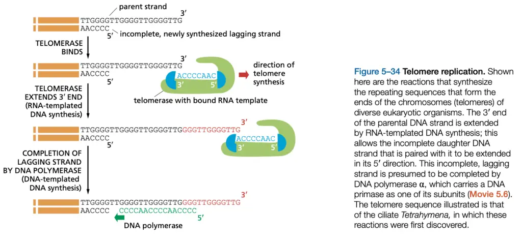 Replication of the 5' End of Linear Chromosomes (Telomere Replication)