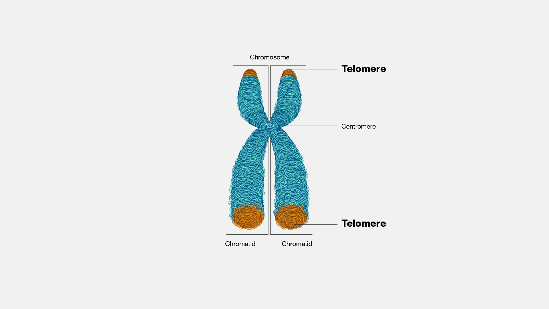 Telomeres - Structure, Aging, Shortening, Functions - Biology Notes Online