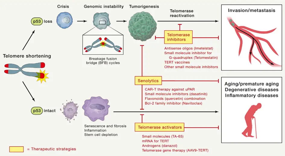  Telomere/telomerase in aging, cancer, and potential therapy