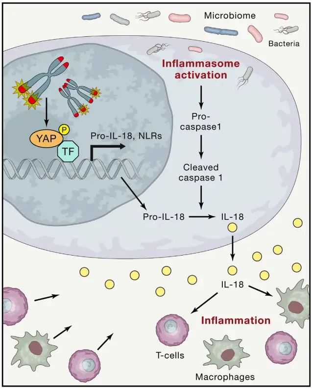 Telomere dysfunction drives tissue
inflammation