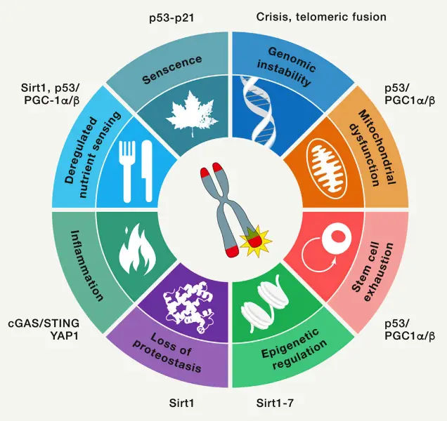 Relevance of telomere dysfunction to cellular aging hallmarks