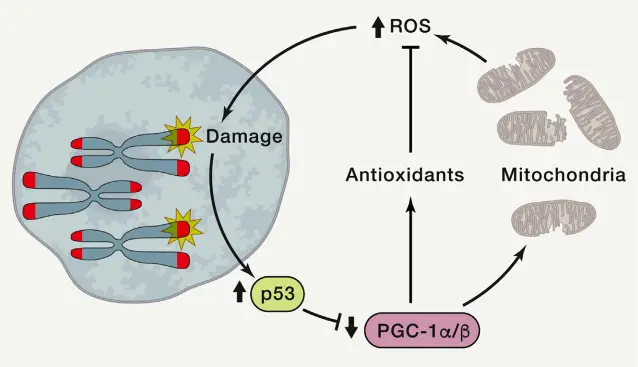 Telomere dysfunction drives mitochondrial defects