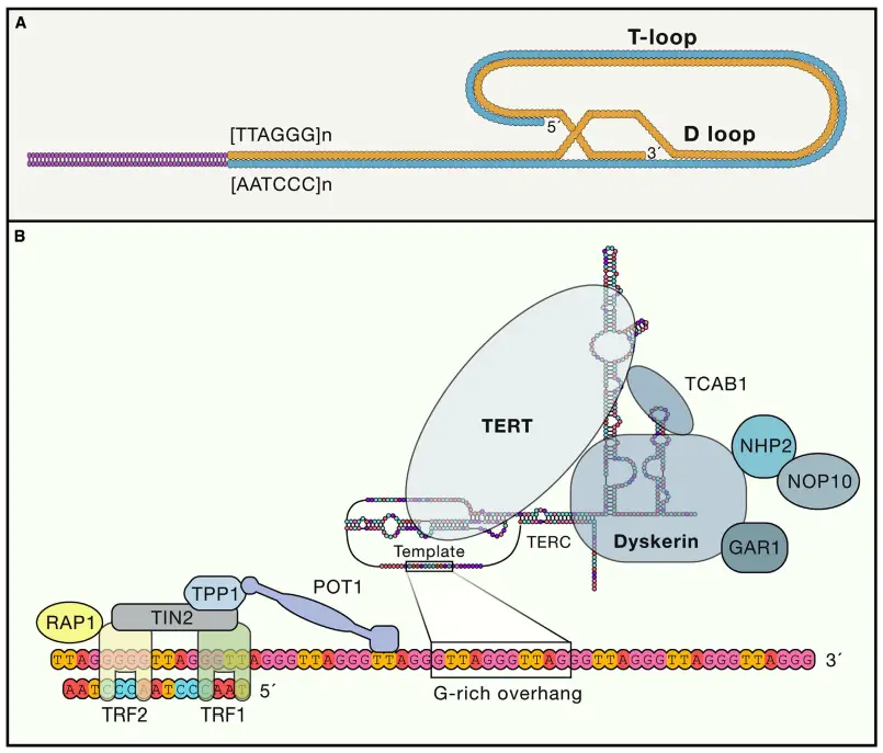 The vertebrate telomere/telomerase complex