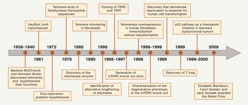 Timeline of discoveries in the human telomere field