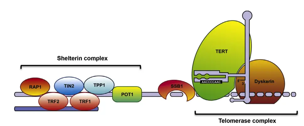 Structure of telomere showing shelterin complex and telomerase.