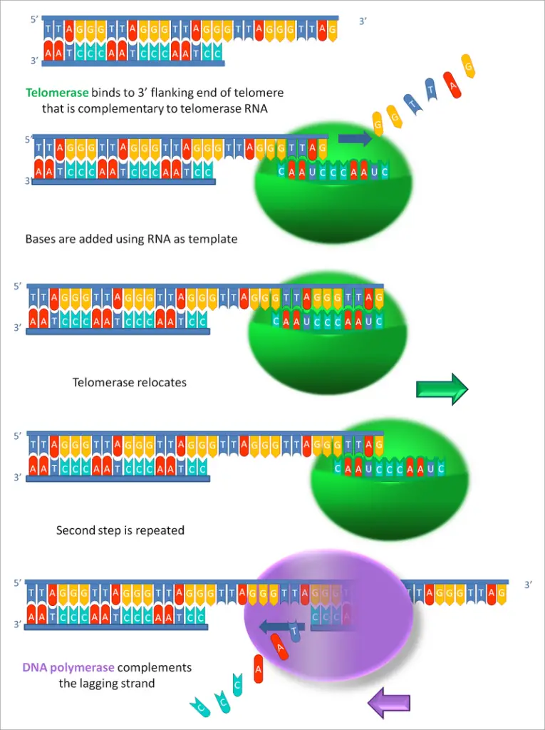 telomerase elongates telomere ends progressively