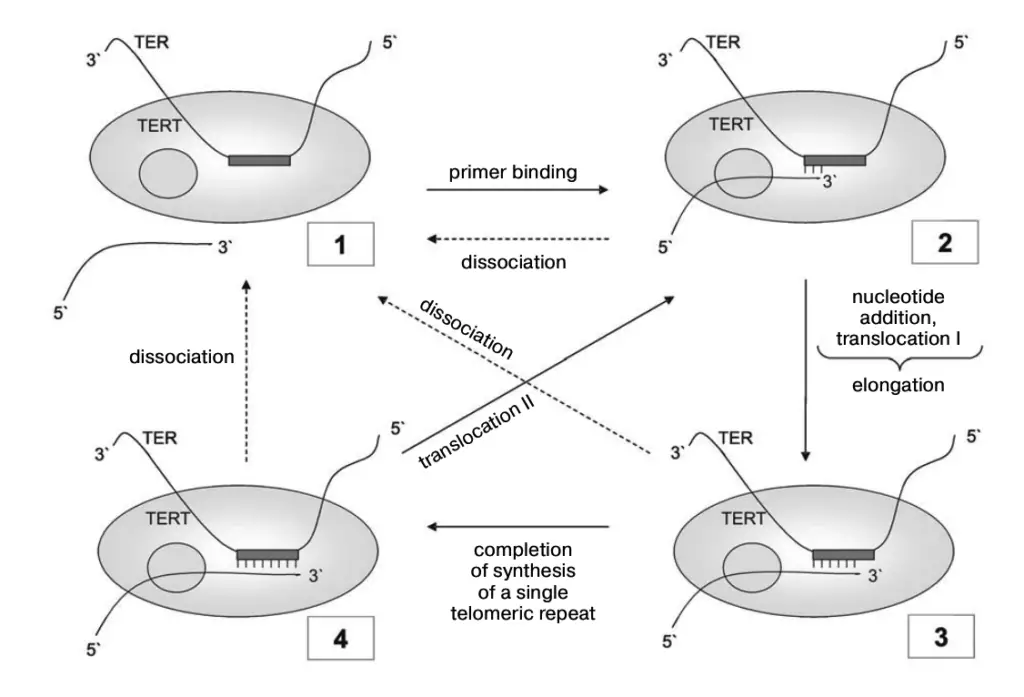 Telomerase reaction cycle