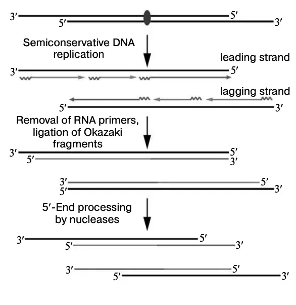 Telomere shortening due to underreplication and processing in each cell division.