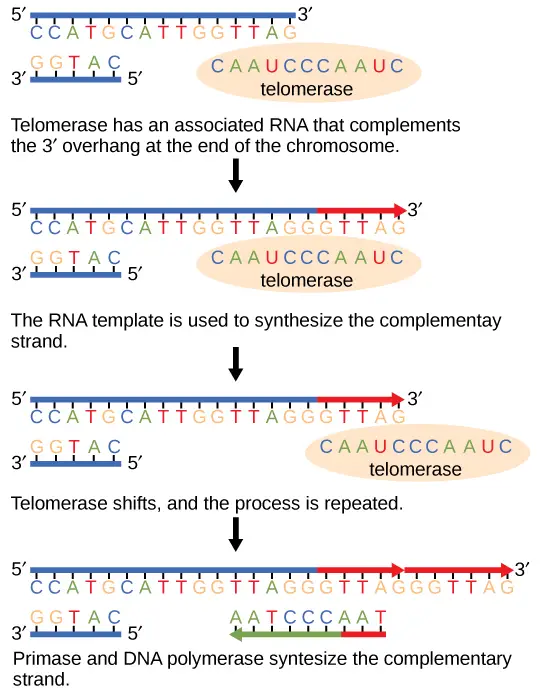 The ends of linear chromosomes are maintained by the action of the telomerase enzyme.