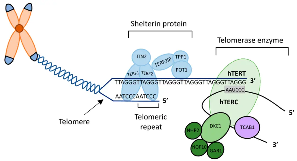 The Structure of the human telomere and telomerase.