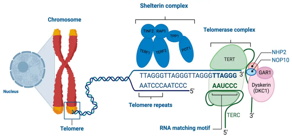 Telomere lengthening by telomerase. 