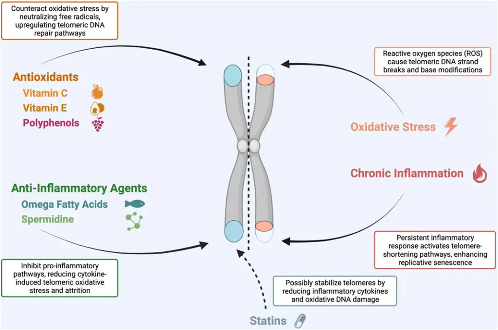 Role of antioxidants and anti-inflammatory agents in terlomere maintenance.