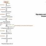 Glycolysis Steps Animation
