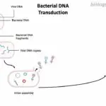 Bacterial DNA Transduction