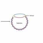 Prokaryotic DNA Replication Animated Video