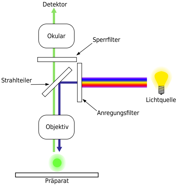 Epi-Fluorescence Microscopy - Principle, Parts, Steps, Uses 2 Operating Principles of the FM