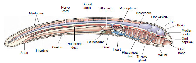 Ammocoete larva, freshwater larval stage of a sea lamprey. 