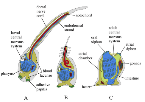 Ascidian metamorphosis. A swimming tadpole larva (A) adheres to the substrate (B) and metamorphoses into a sessile oozooid (C).