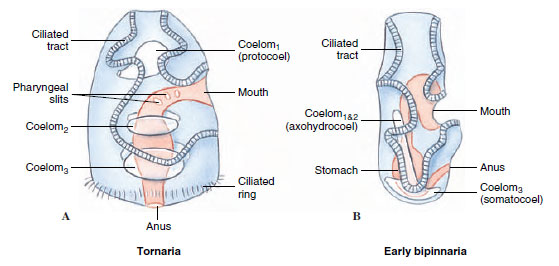 Comparison of a hemichordate tornaria (A) to an echinoderm bipinnaria (B).
