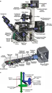 Epi-Fluorescence Microscopy – Principle, Parts, Steps, Uses