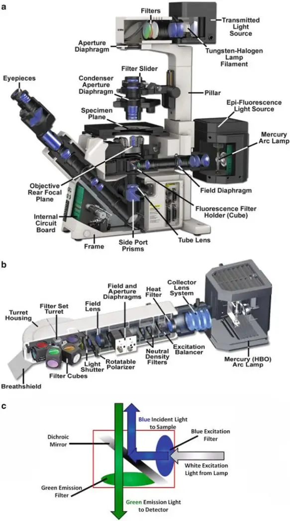 The Fluorescence Light Path