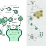 Microsporogenesis – Definition, Process, Structure, Importance