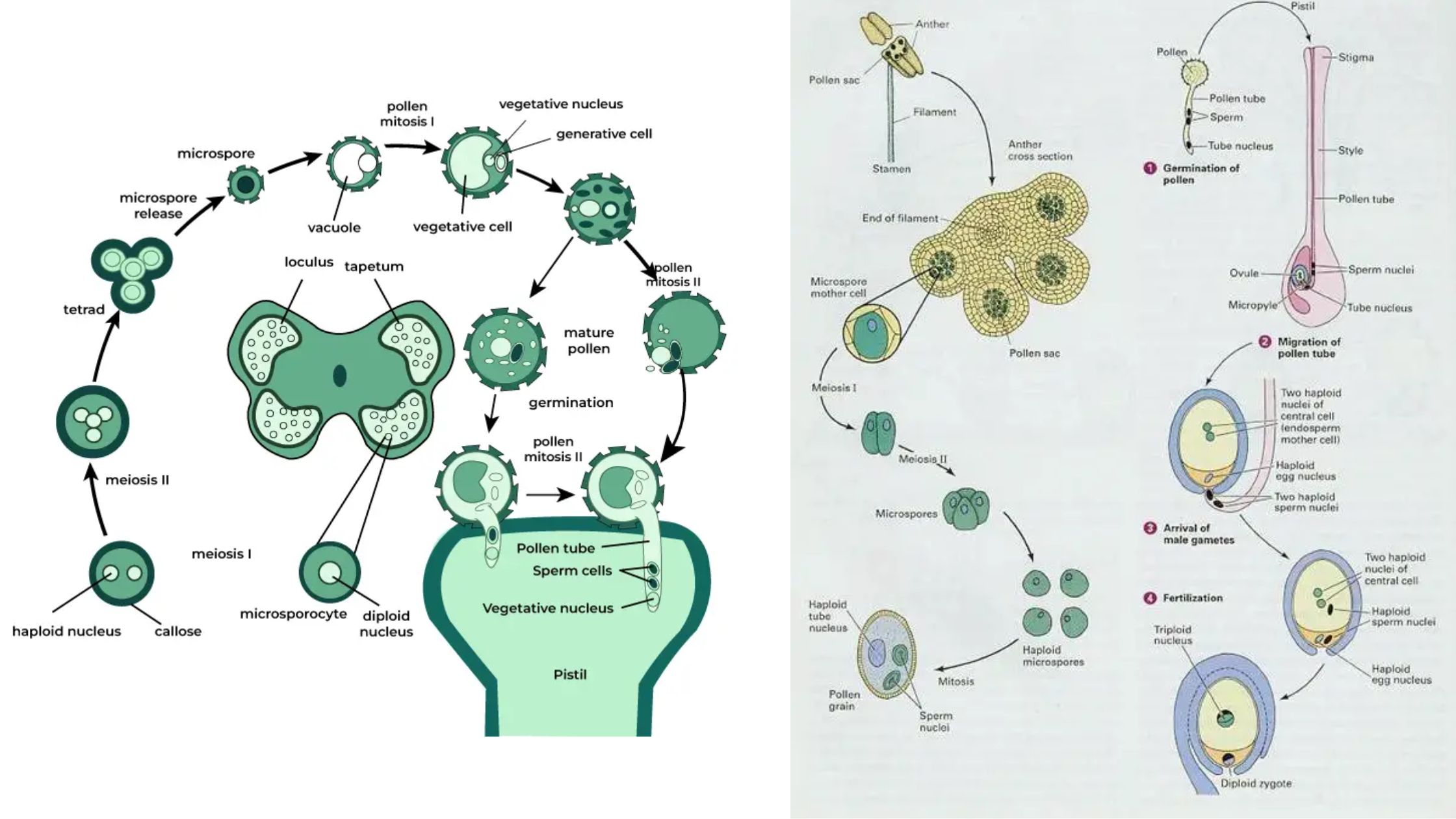 Microsporogenesis – Definition, Process, Structure, Importance